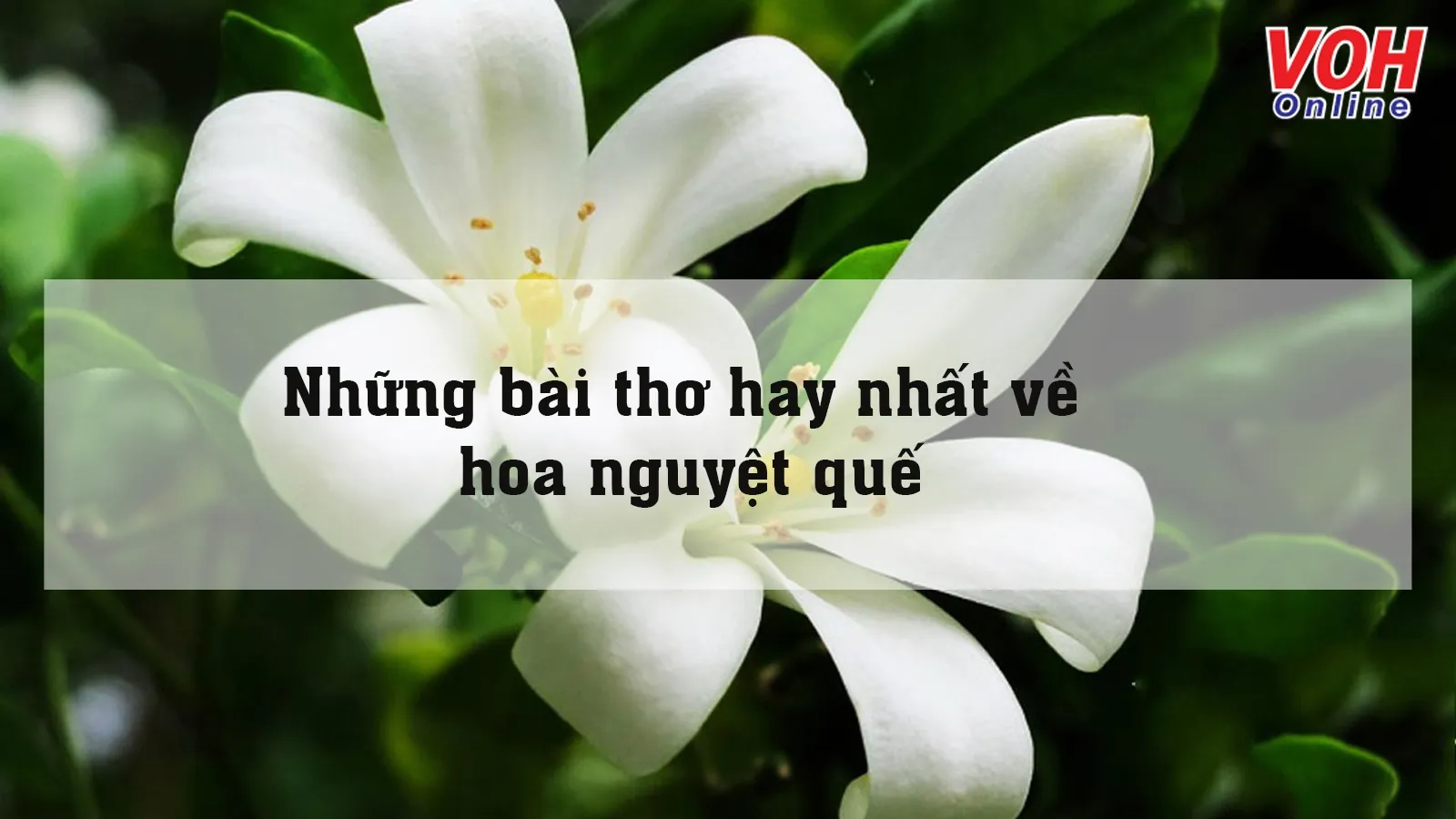 23 bài thơ về hoa nguyệt quế hay và ý nghĩa nhất