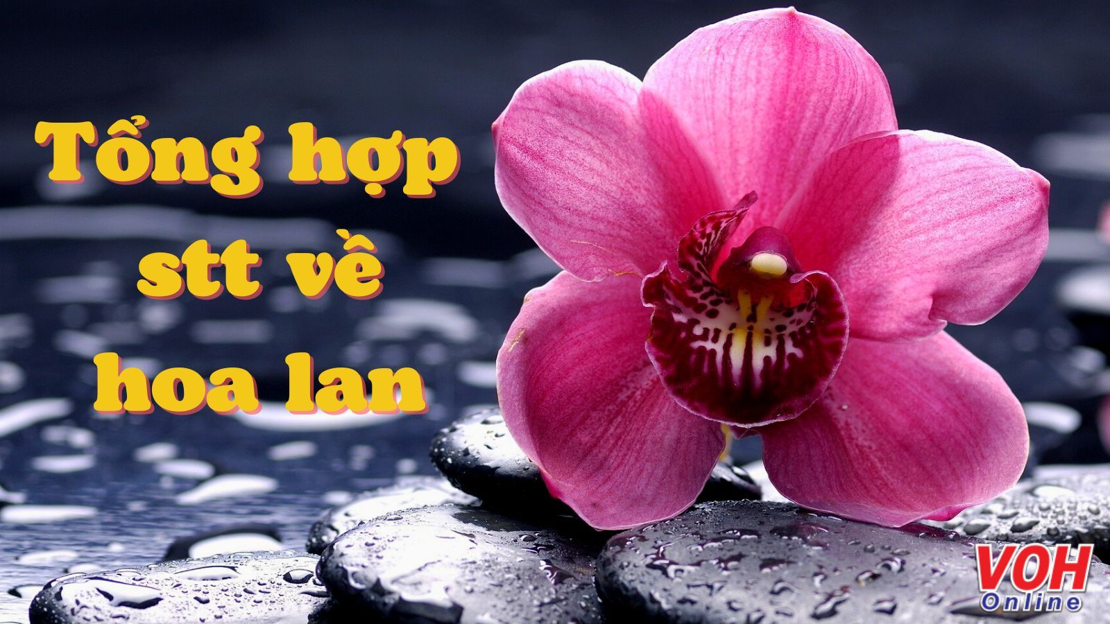 50 stt về hoa lan, câu nói hay về hoa lan, cap hay nói về hoa lan hài hước, thú vị