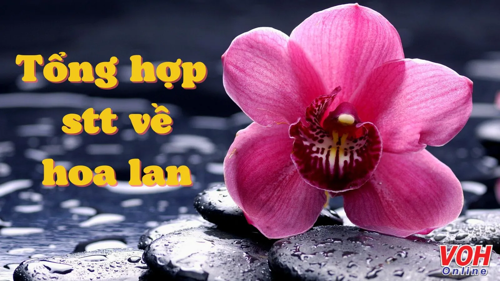 50 stt về hoa lan, câu nói hay về hoa lan, cap hay nói về hoa lan hài hước, thú vị