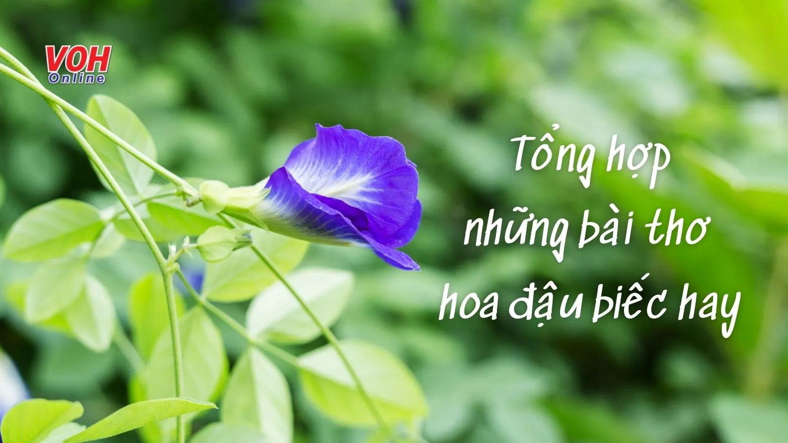 7 bài thơ về hoa đậu biếc hay và ý nghĩa nhất