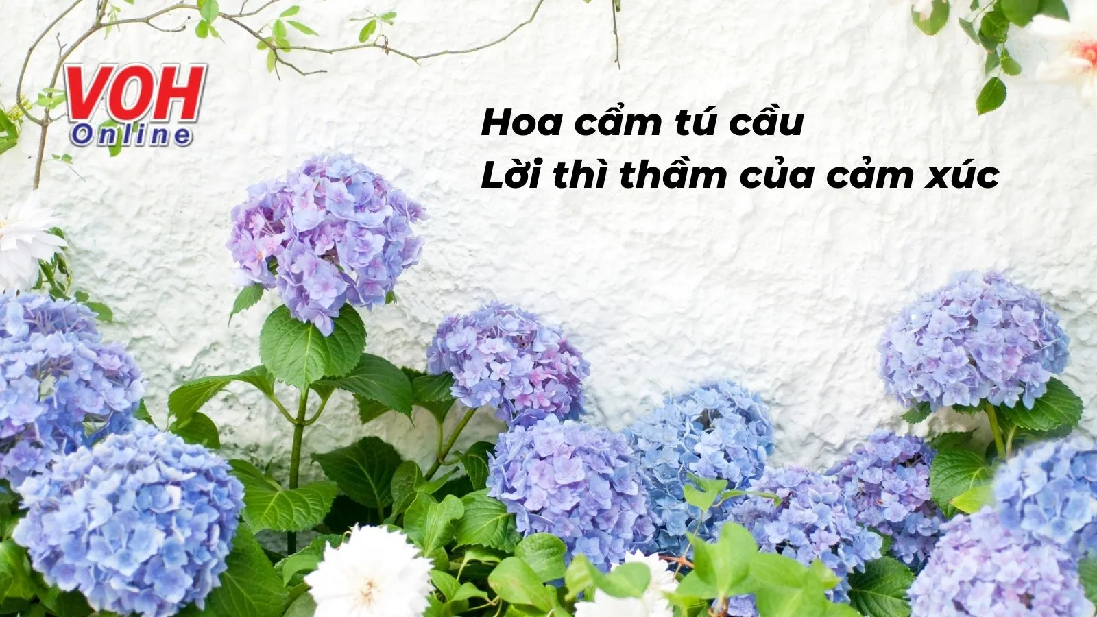 8 bài thơ về hoa cẩm tú cầu hay bày tỏ lòng chân thành