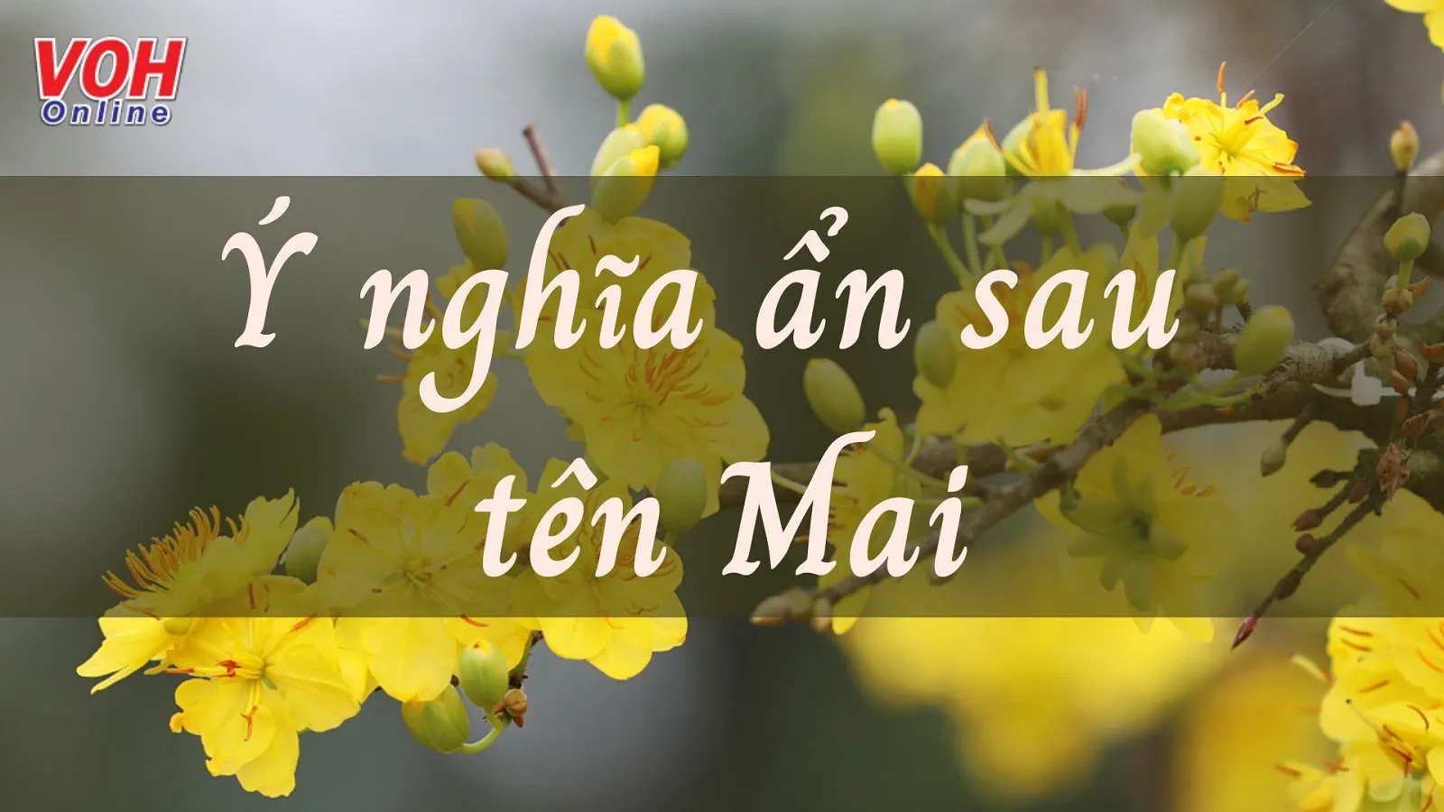 Ý nghĩa tên Mai và những tên đệm, biệt danh cho tên Mai hay nhất