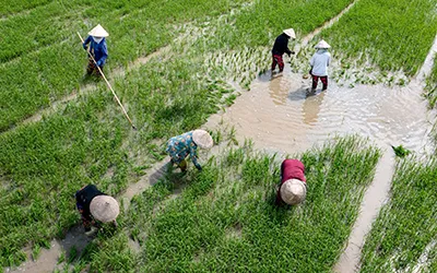 Nón lá - duyên dáng hình ảnh Việt Nam