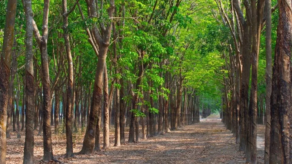 Giá cao su hôm nay 22/8/2022: Hồi phục tăng