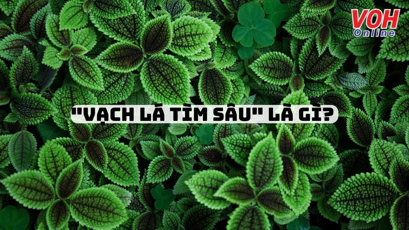 Giải thích ý nghĩa thành ngữ ‘Vạch lá tìm sâu’ nói đến kiểu tính cách nào?