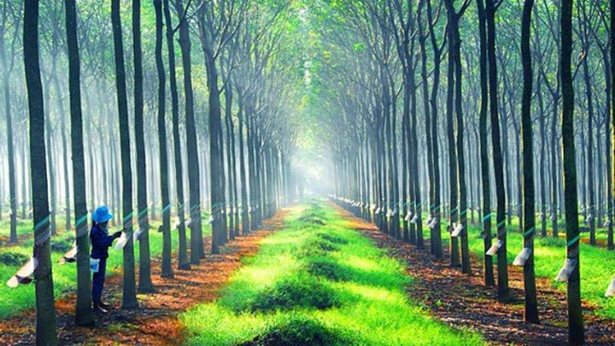 Giá cao su hôm nay 9/9/2022: Giá tại Nhật Bản tăng