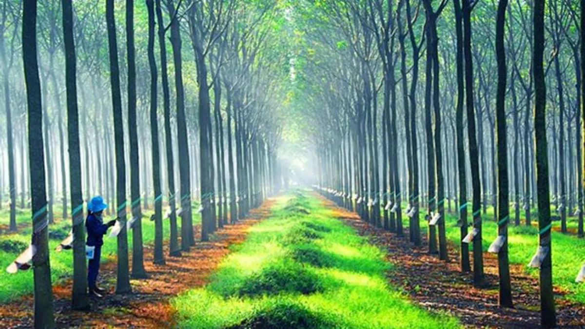 Giá cao su hôm nay 9/9/2022: Giá tại Nhật Bản tăng