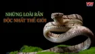Top 13 loài rắn độc nhất thế giới ở trên cạn và dưới nước