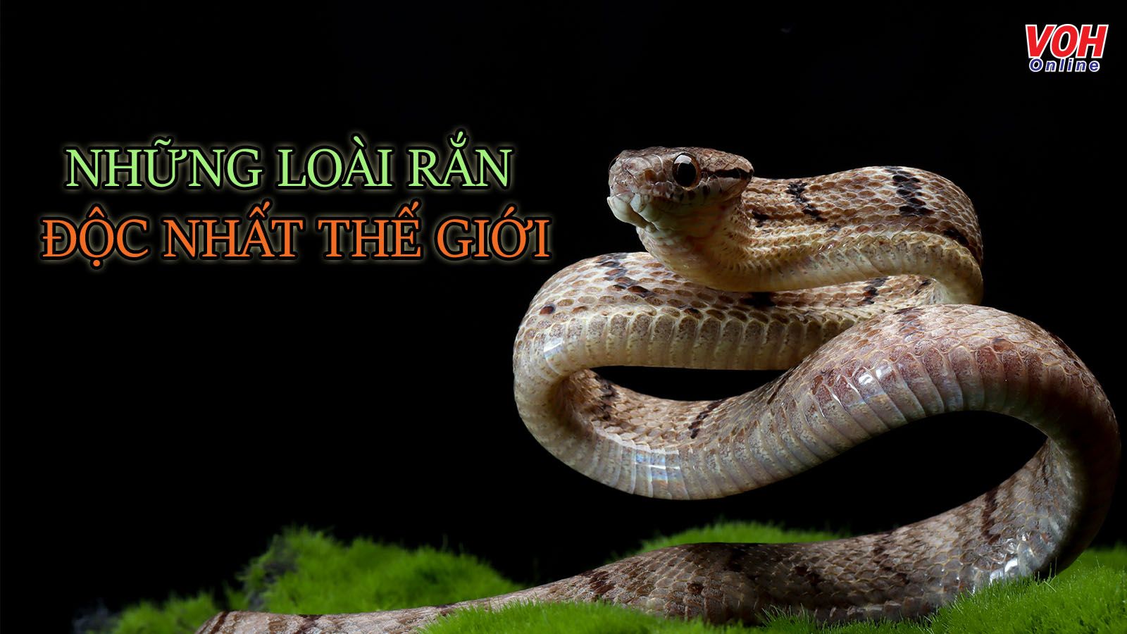 Top 13 loài rắn độc nhất thế giới ở trên cạn và dưới nước