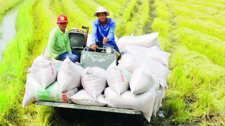 Tin nóng sáng 16/9: Giá gạo Việt Nam tăng mạnh