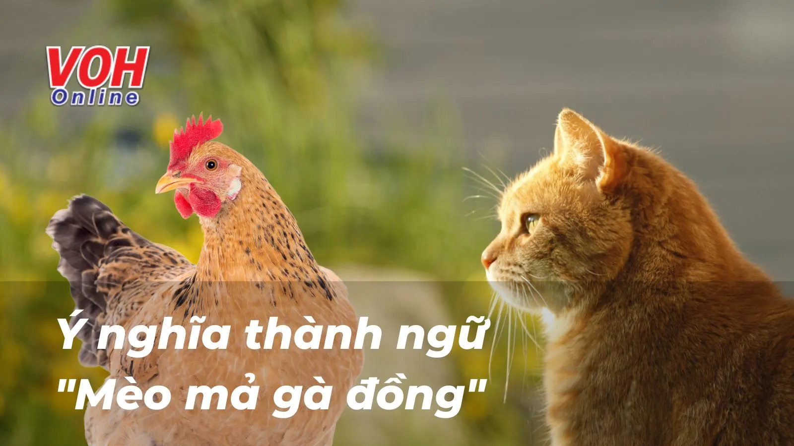 Giải thích ý nghĩa thành ngữ “Mèo mả gà đồng” nói lên điều gì?
