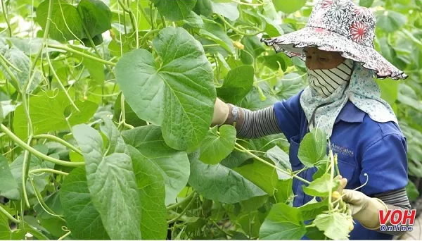 Rau sạch là gì? Cách xử lý rau quả để hạn chế độc tố?