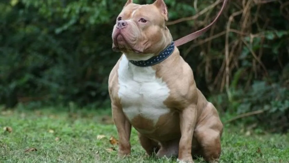 Tin tức pháp luật hôm nay 22/9/2022: Khởi tố người đàn ông thả chó pitbull cắn hàng xóm