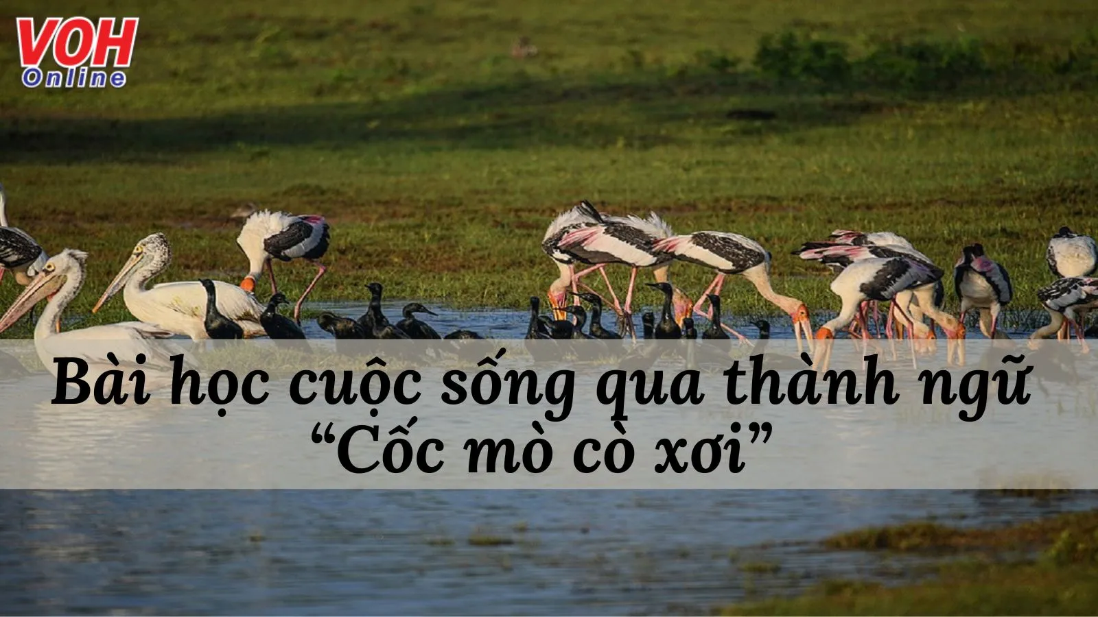 Giải thích ý nghĩa thành ngữ “Cốc mò cò xơi” nhắc đến bài học nào?