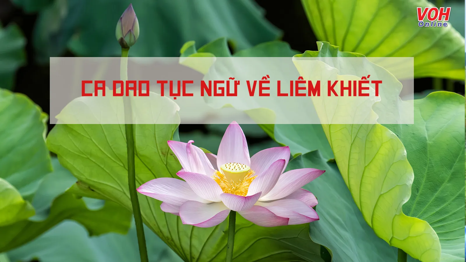 50 câu ca dao, tục ngữ, thành ngữ về liêm khiết, thanh liêm hay nhất