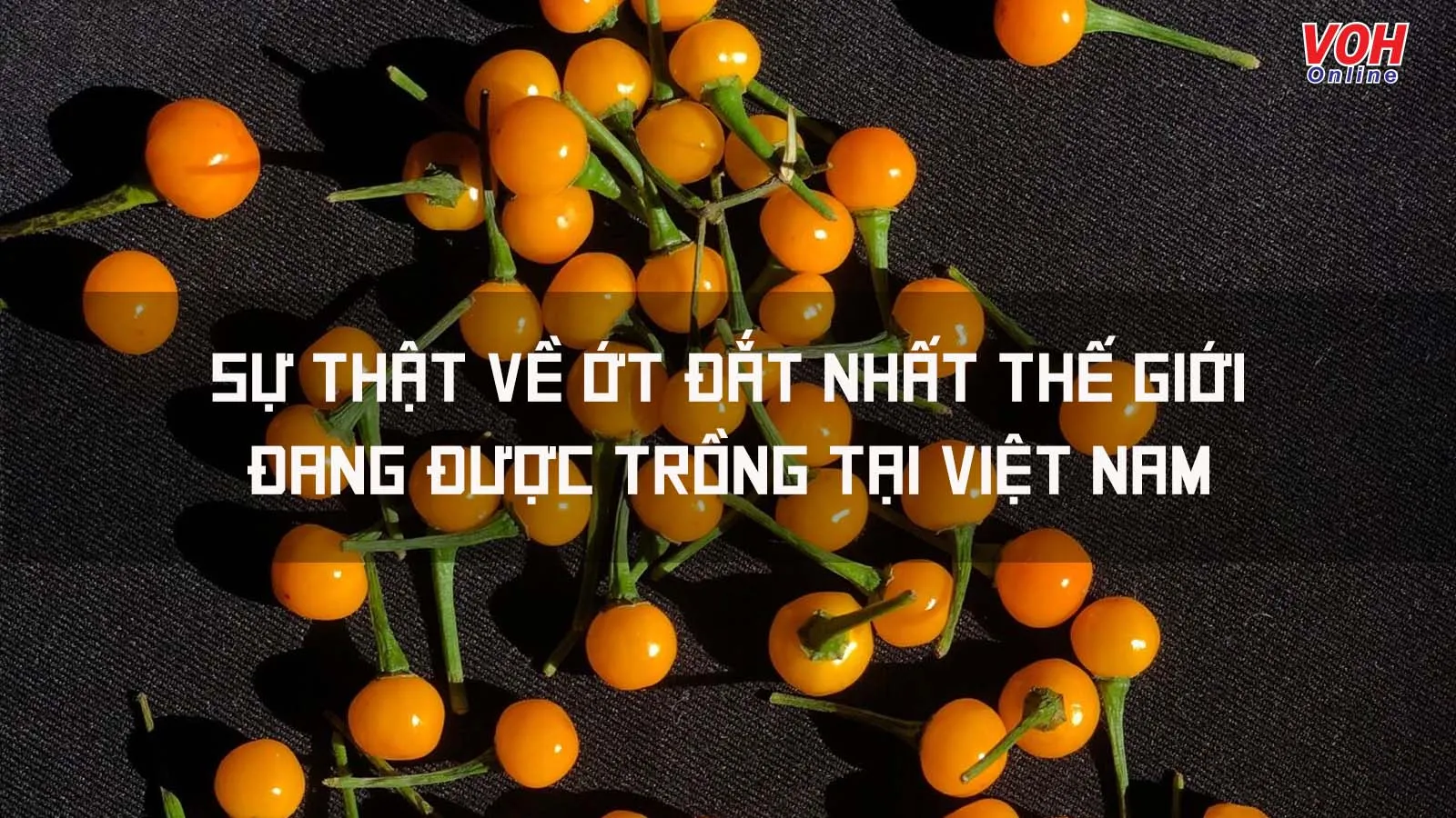 Sự thật về loại ớt đắt nhất thế giới hiện nay và những giống ớt đạt kỷ lục thế giới