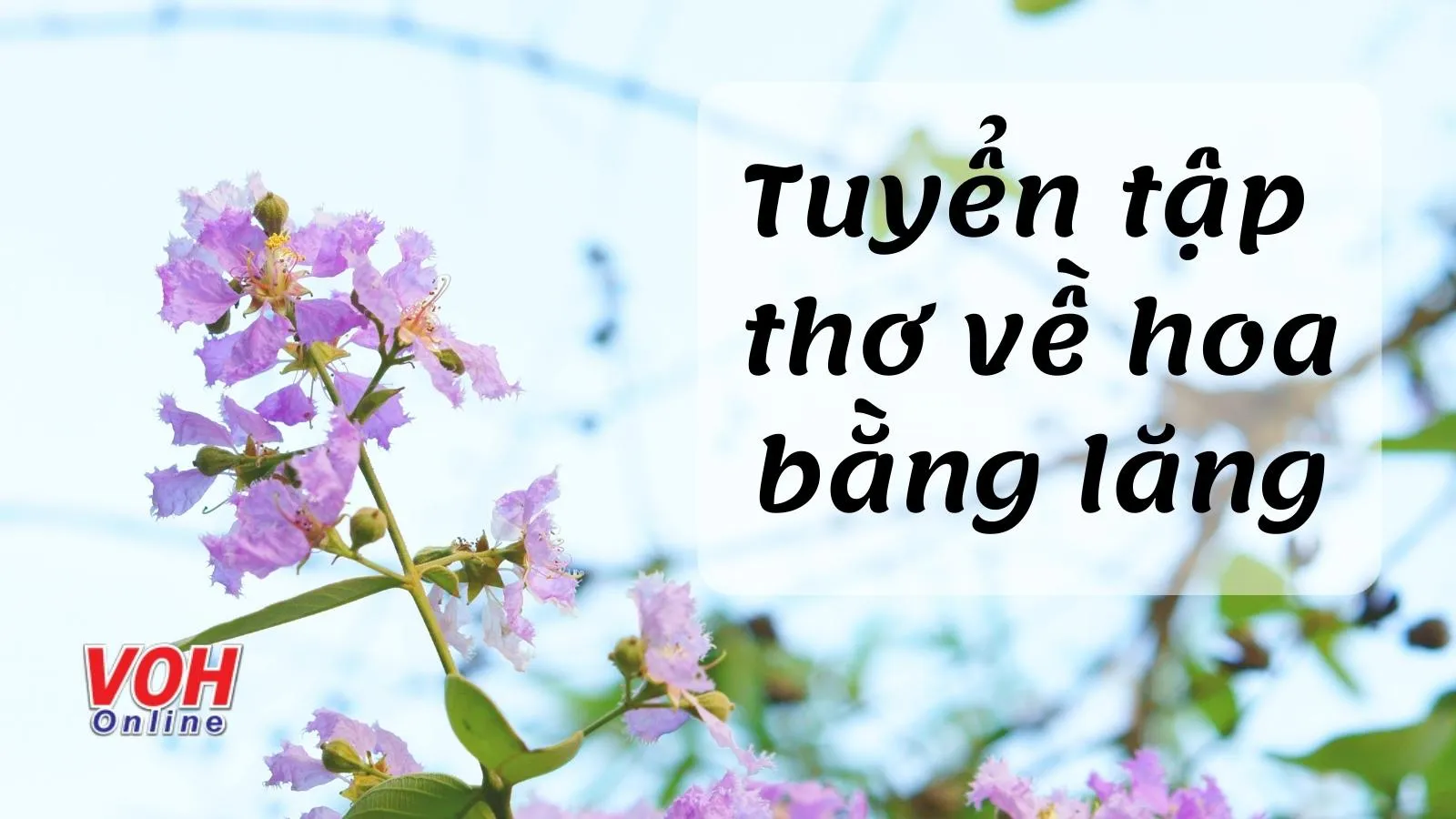 40 bài thơ về hoa bằng lăng tím trữ tình hay và ý nghĩa