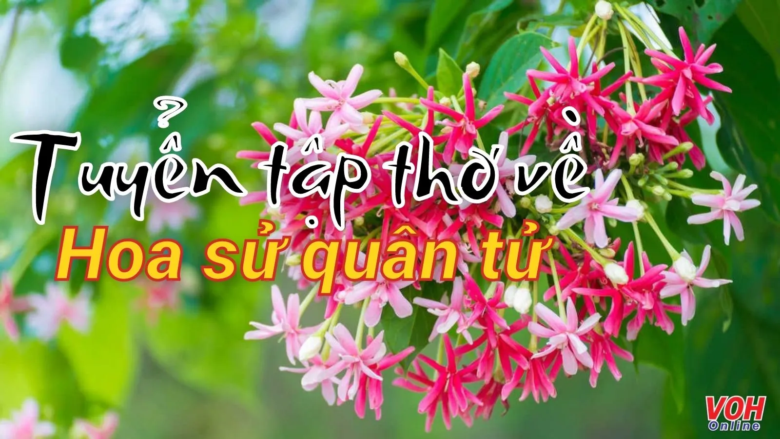 Chùm thơ về hoa sử quân tử hay và ý nghĩa