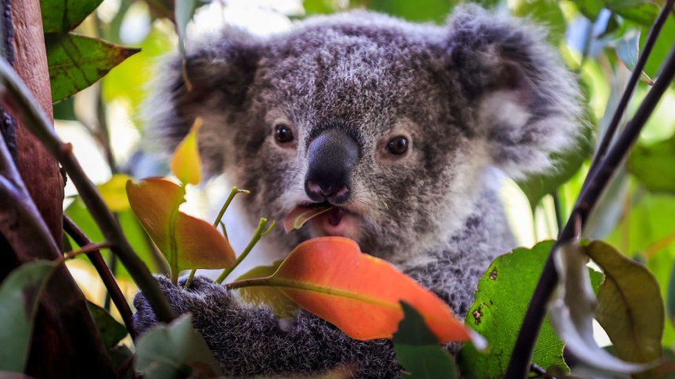 Australia nỗ lực ngăn chặn nguy cơ tuyệt chủng của nhiều loài sinh vật
