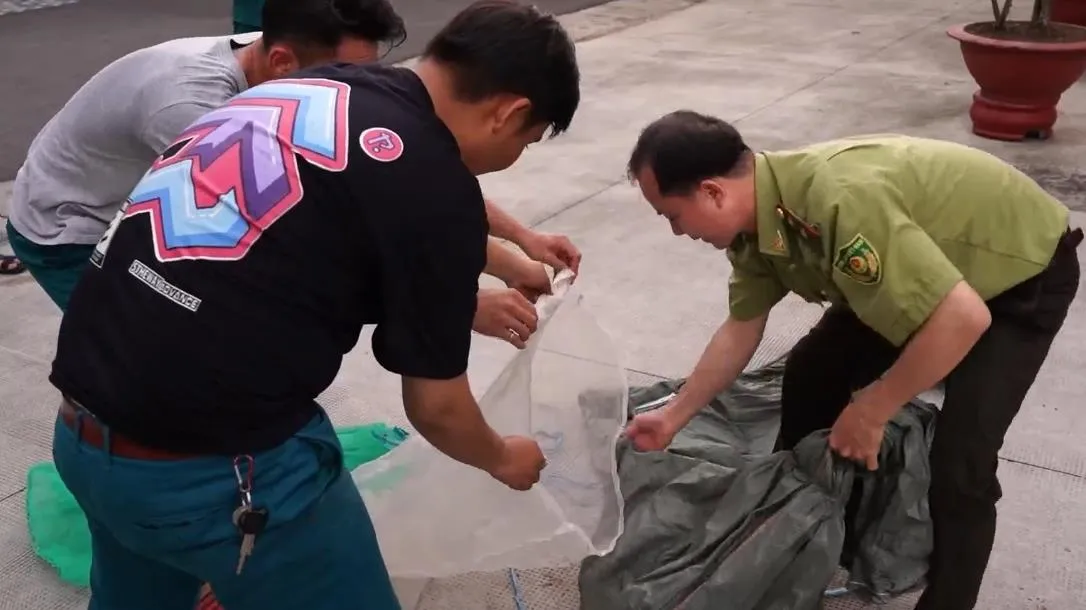 TPHCM: Người dân bàn giao mèo rừng, trăn gấm cho lực lượng kiểm lâm