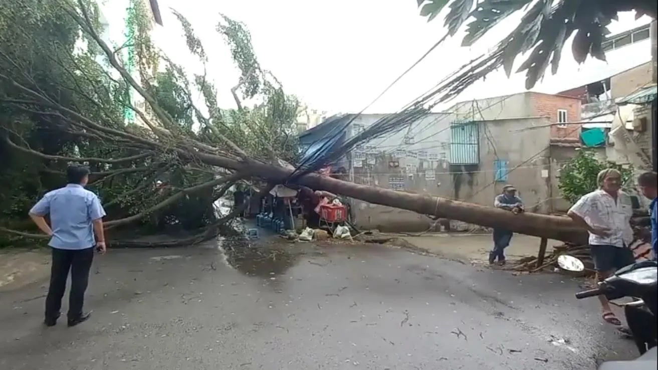 TPHCM: Mưa lớn, nhiều cây xanh ngã đổ