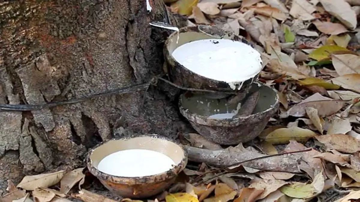 Giá cao su hôm nay 10/10/2022: Giá tại Nhật Bản tăng