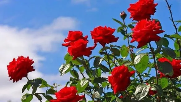 Câu chuyện vườn hoa hồng và cách nhìn xã hội