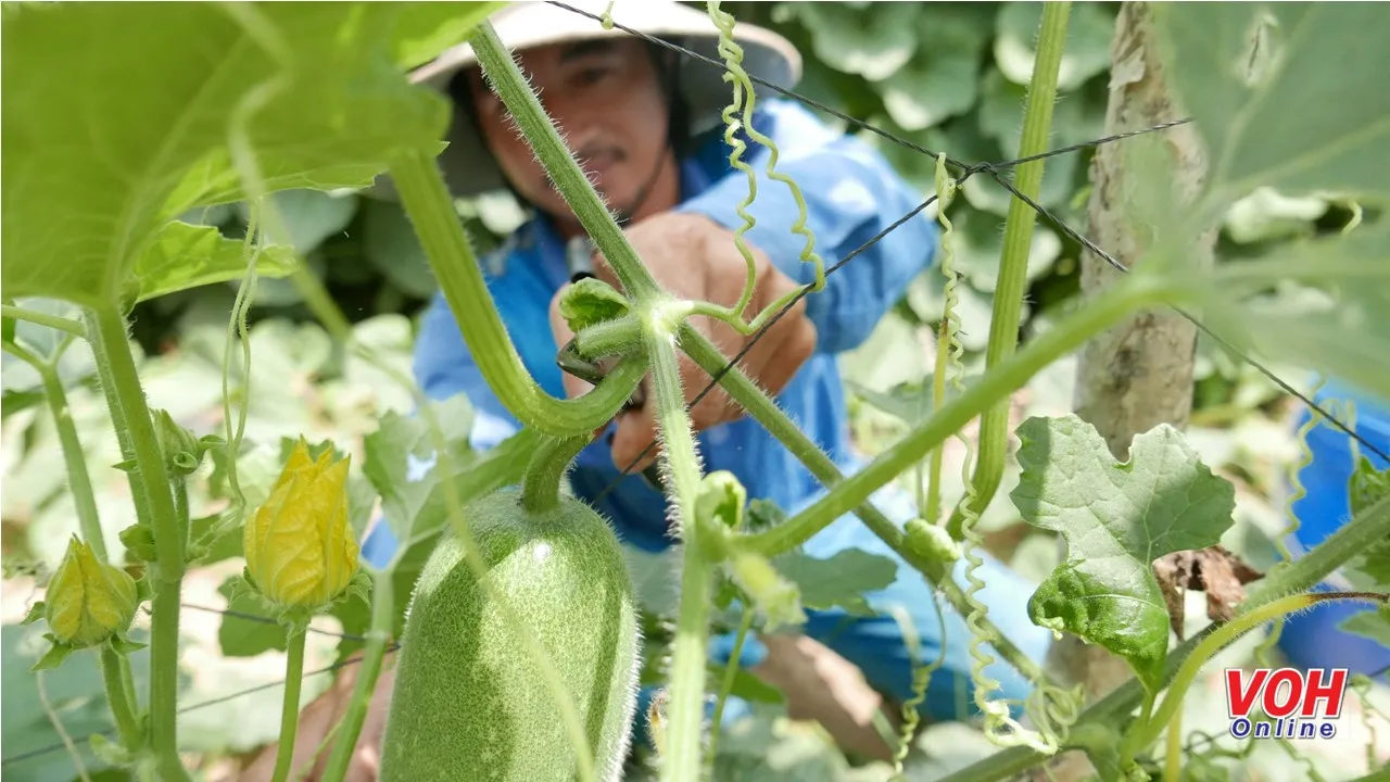 Để tiêu thụ được nông sản, nông dân phải sản xuất theo nhu cầu của thị trường