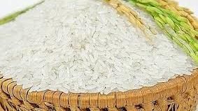 Giá lúa gạo hôm nay 17/10/2022: Sức mua tăng, thị trường sôi động