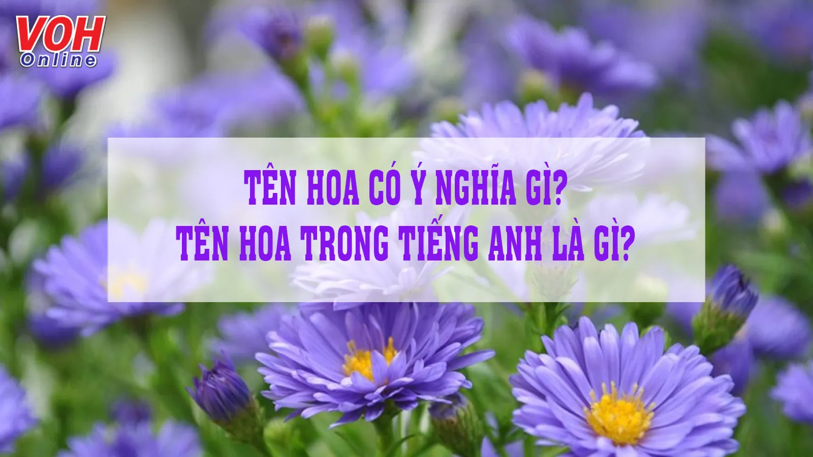 Ý nghĩa tên Hoa và những tên đệm, biệt danh hay cho tên Hoa