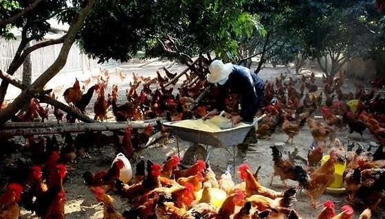 Bộ NNundefinedPTNT ban hành công điện khẩn chống cúm gia cầm lây sang người