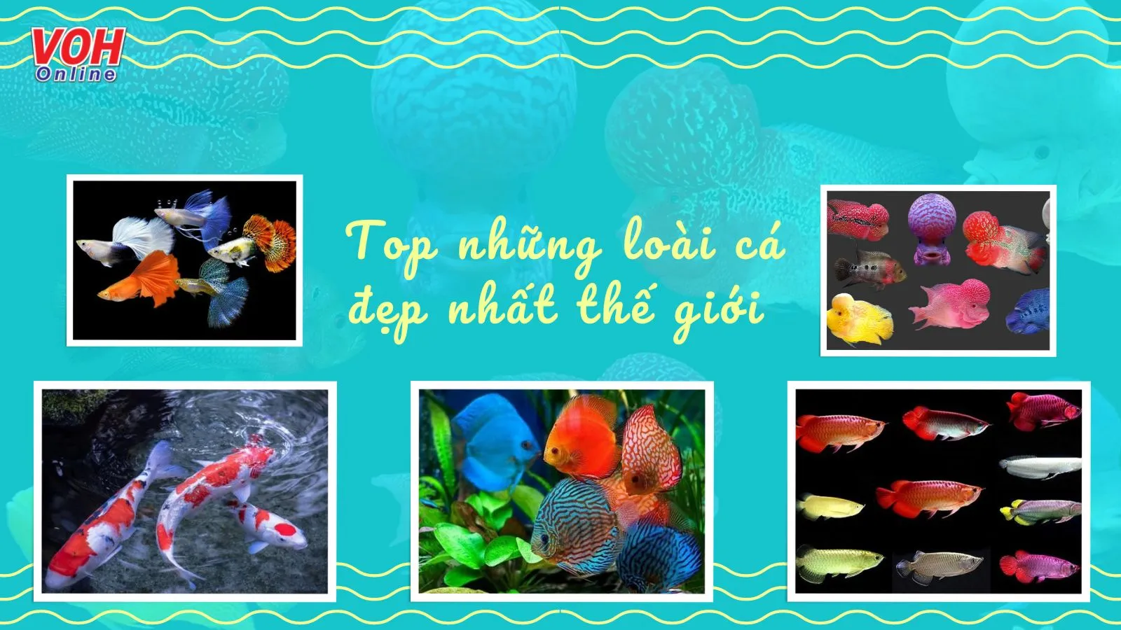 Top 11 loài cá đẹp nhất thế giới