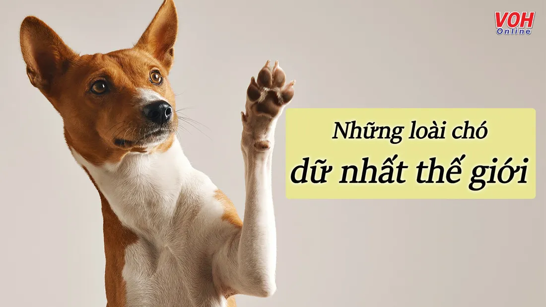Những giống chó to nhất thế giới