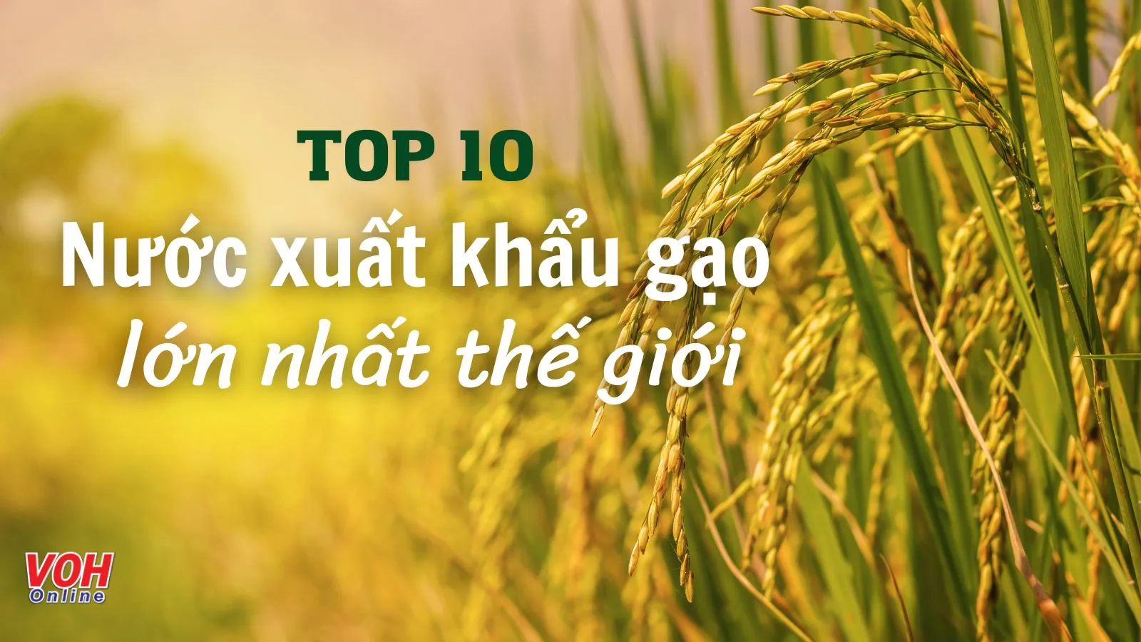 Top 10 nước xuất khẩu gạo lớn nhất thế giới hiện nay