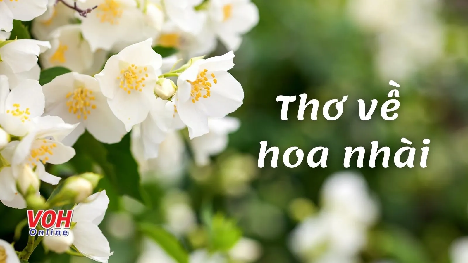 21 bài thơ về hoa nhài hay và ý nghĩa nhất