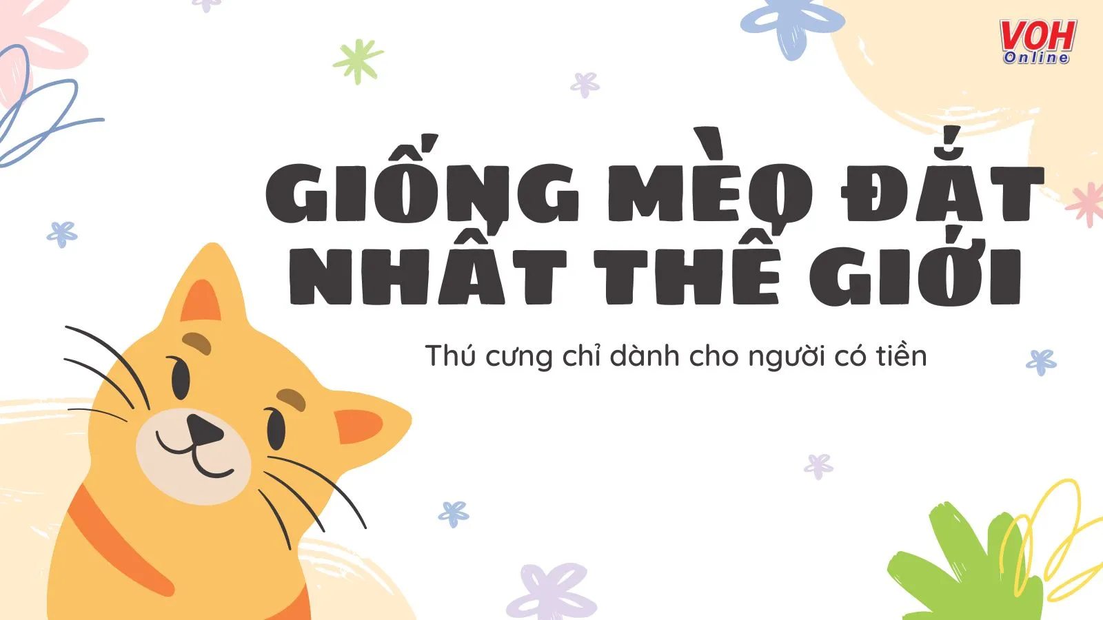 Top 12 giống mèo đắt nhất thế giới hiện nay