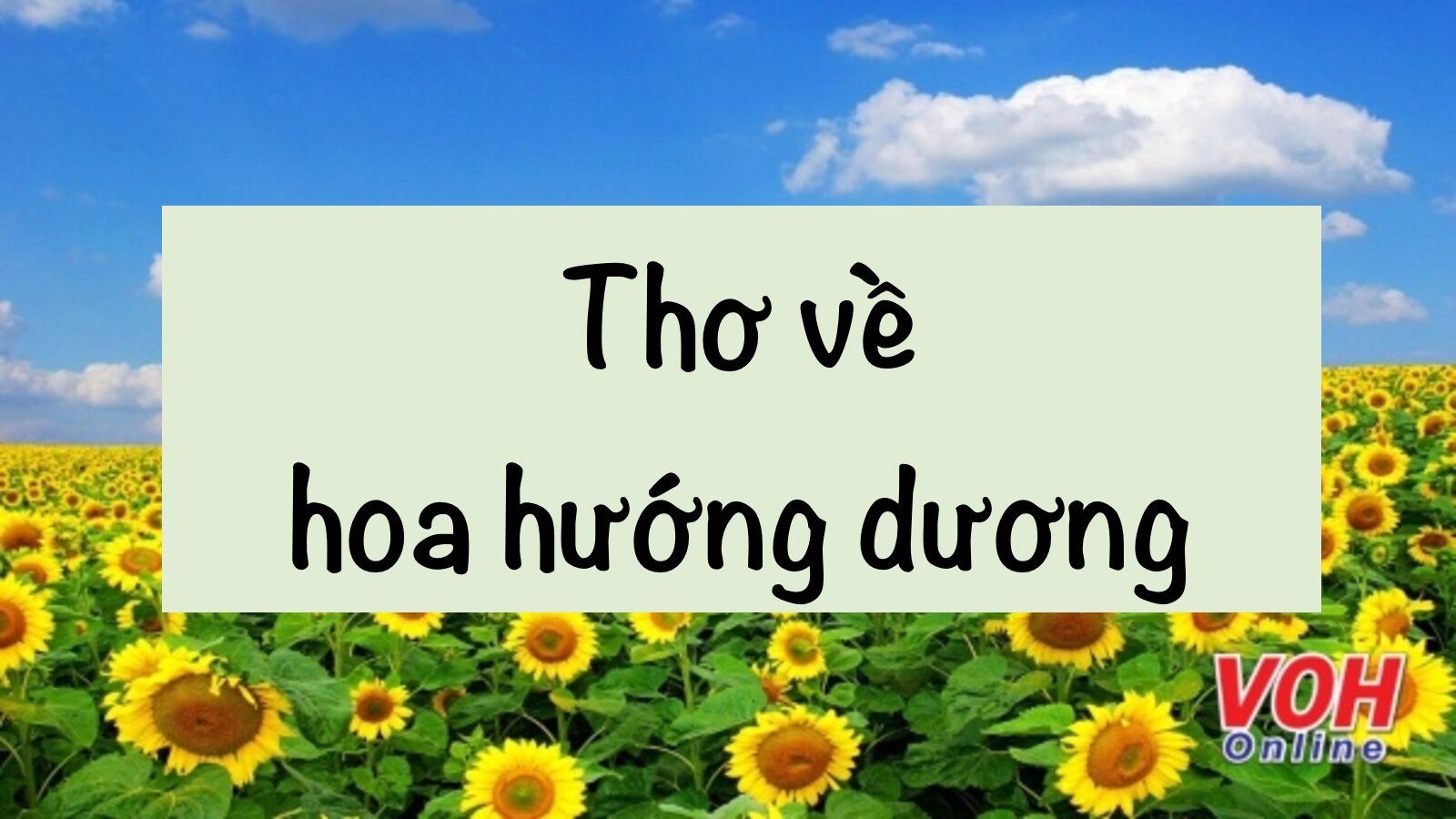 17 bài thơ về hoa hướng dương loài hoa luôn hướng về mặt trời