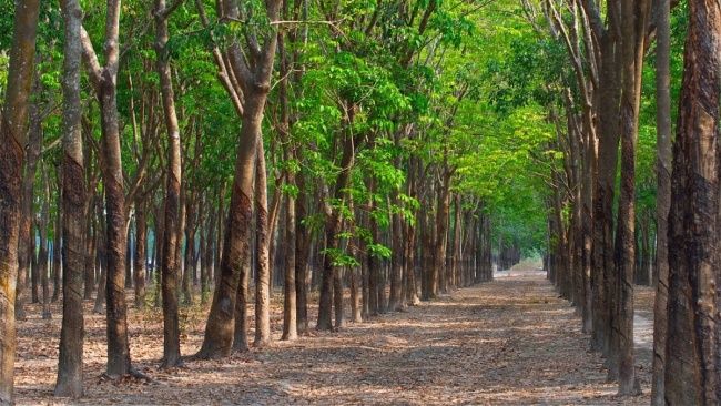 Giá cao su hôm nay 10/11/2022: Quay đầu giảm mạnh