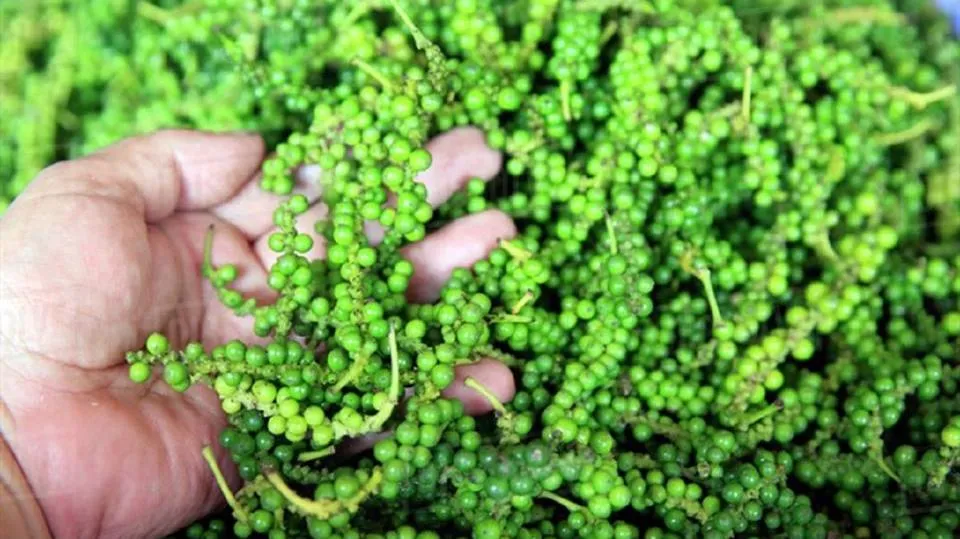 Giá tiêu ngày 11/11/2022: Thị trường Mỹ hút mạnh hồ tiêu Việt