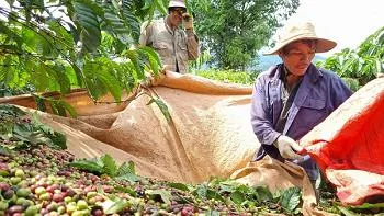 Giá cà phê hôm nay 16/11/2022: Thoái khỏi mức 40.000 đồng/kg