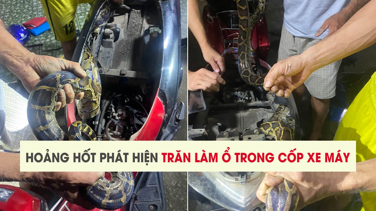 Bắt được trăn quý hiếm dài 2m nằm quấn mình trong thân xe máy