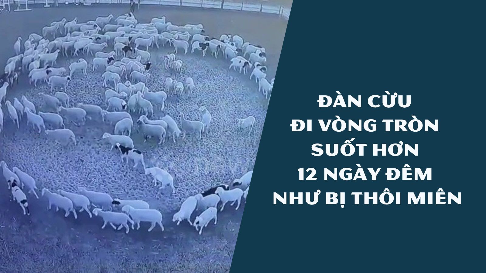 Clip: Bí ẩn đàn cừu đi vòng tròn liên tục trong hơn 12 ngày đêm
