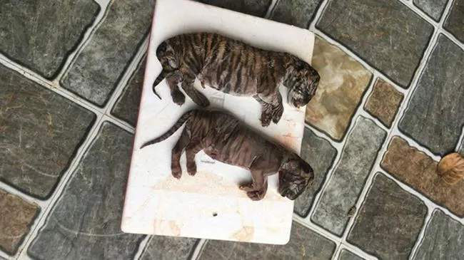 Bán 3 chiếc móng gấu ngựa bị tù 12 tháng