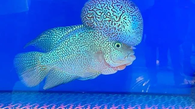 Nhiều cơ hội phát triển cho thị trường cá cảnh TPHCM