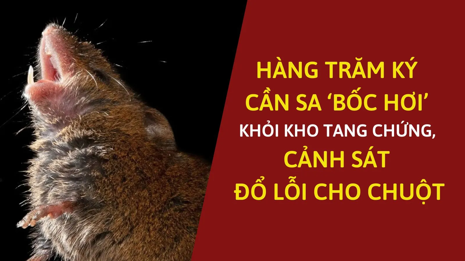 Hàng trăm ký cần sa ‘bốc hơi’ khỏi kho tang chứng, cảnh sát đổ lỗi cho chuột