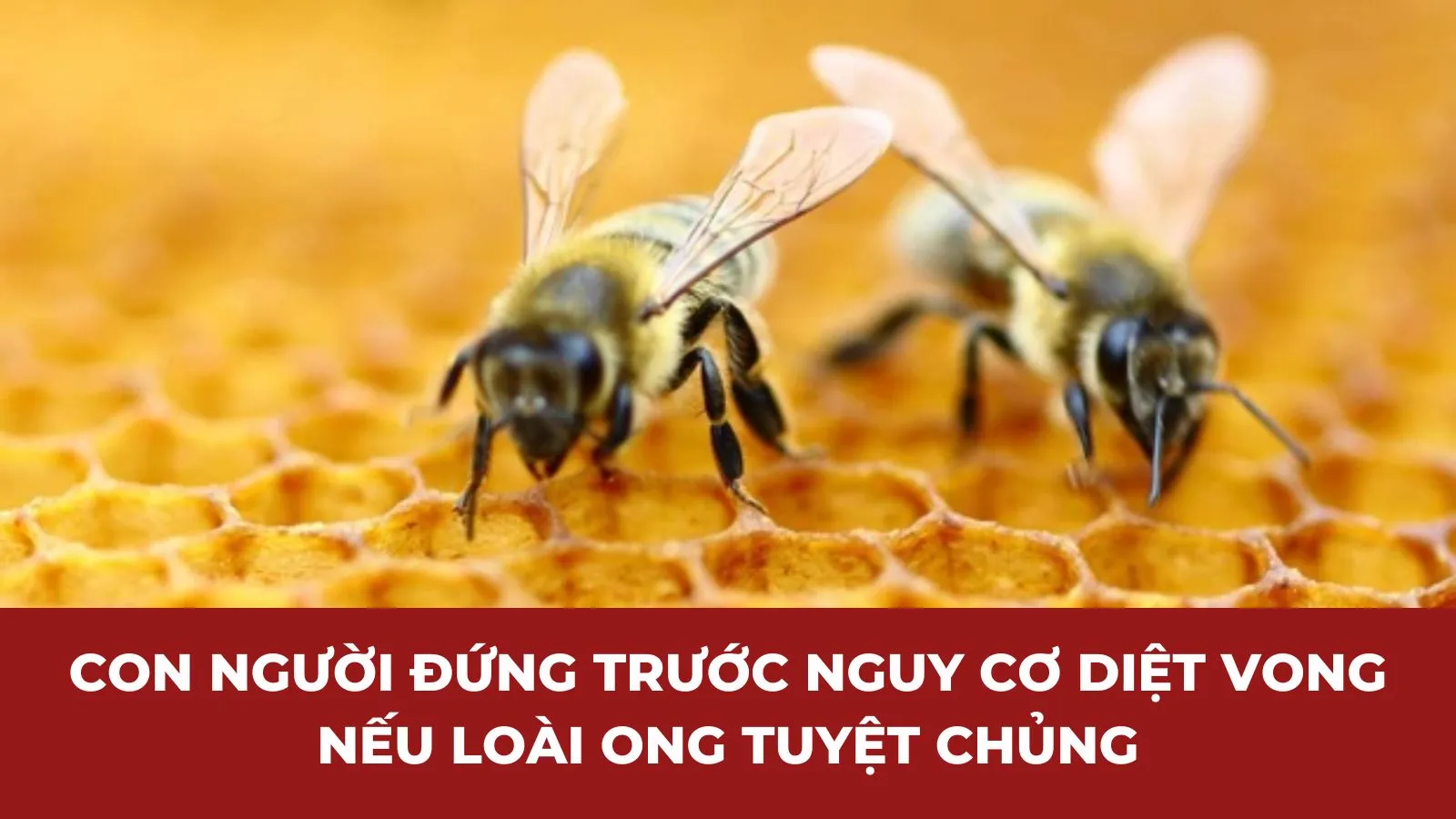 Con người đứng trước nguy cơ diệt vong nếu loài ong tuyệt chủng