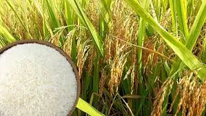 Giá lúa gạo hôm nay 30/11/2022: Gạo thơm, gạo chất lượng cao của Việt Nam hút hàng tại  Châu Âu