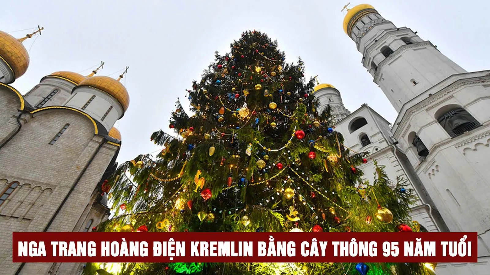 Cây thông Noel 95 tuổi được chọn để trang trí cung điện Kremlin