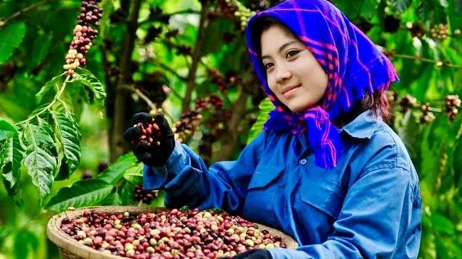 Giá cà phê hôm nay 9/12/2022: Robusta đã lấy lại sự ổn định, tín hiệu vui cho cà phê Việt Nam