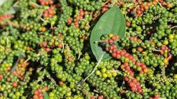 Giá tiêu hôm nay 12/12/2022: Xuất khẩu tiêu của Việt Nam có thể đạt 220.000-225.000 tấn